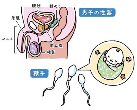 陰茎小帯|【大人の性教育】男性器(外陰部)の構造